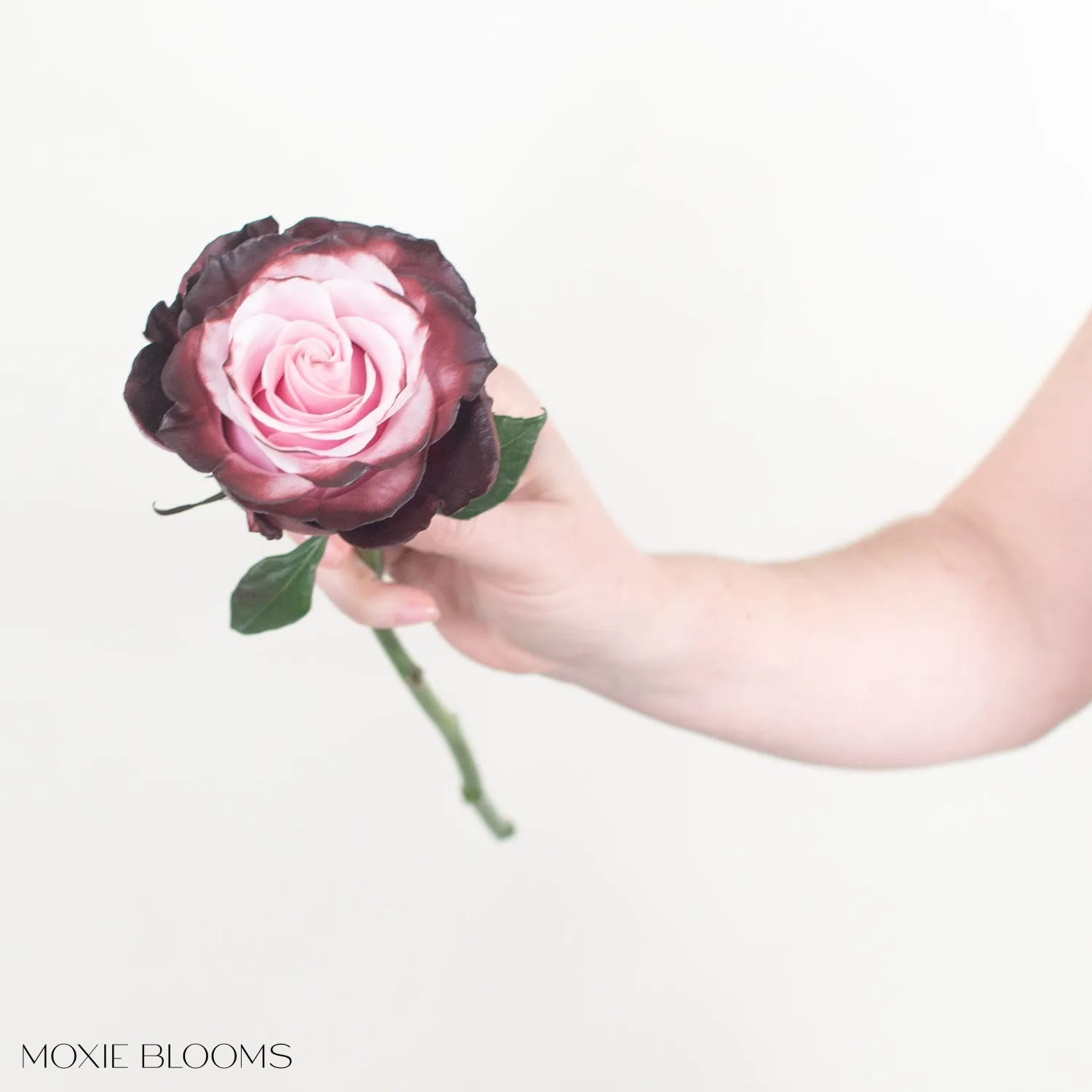 Burgundy Blush Novelty Roses