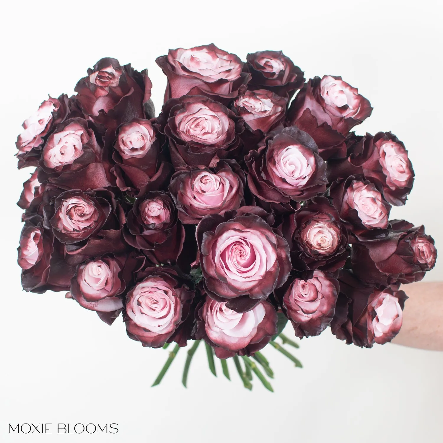 Burgundy Blush Novelty Roses