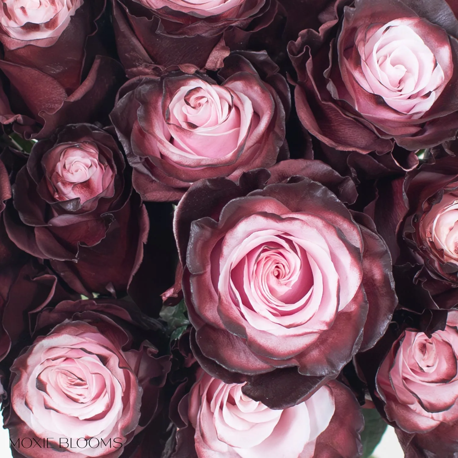 Burgundy Blush Novelty Roses
