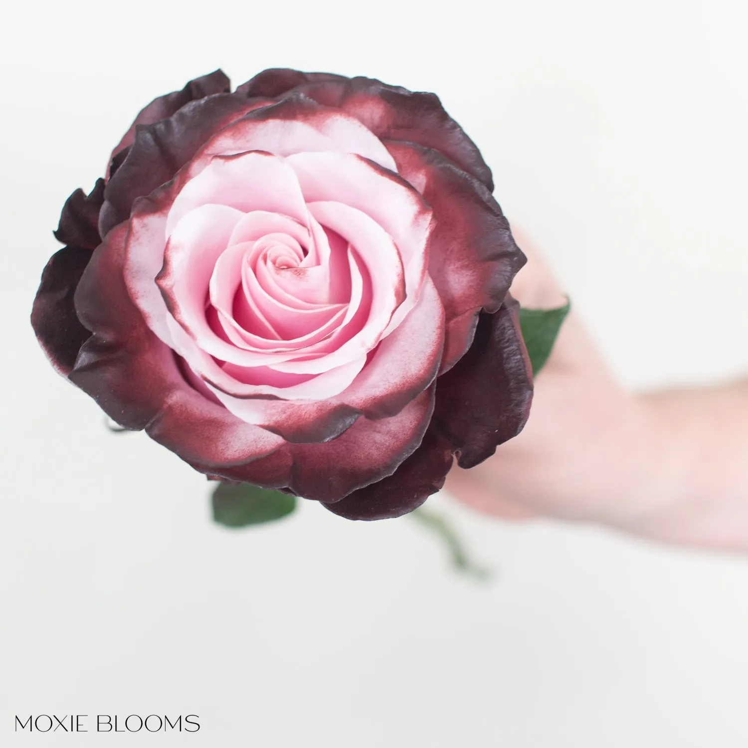 Burgundy Blush Novelty Roses